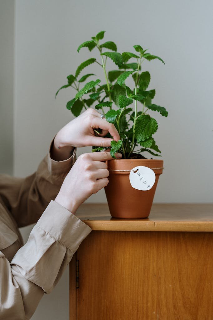A close-up of a hand adjusting a potted mint plant inside a home environment.